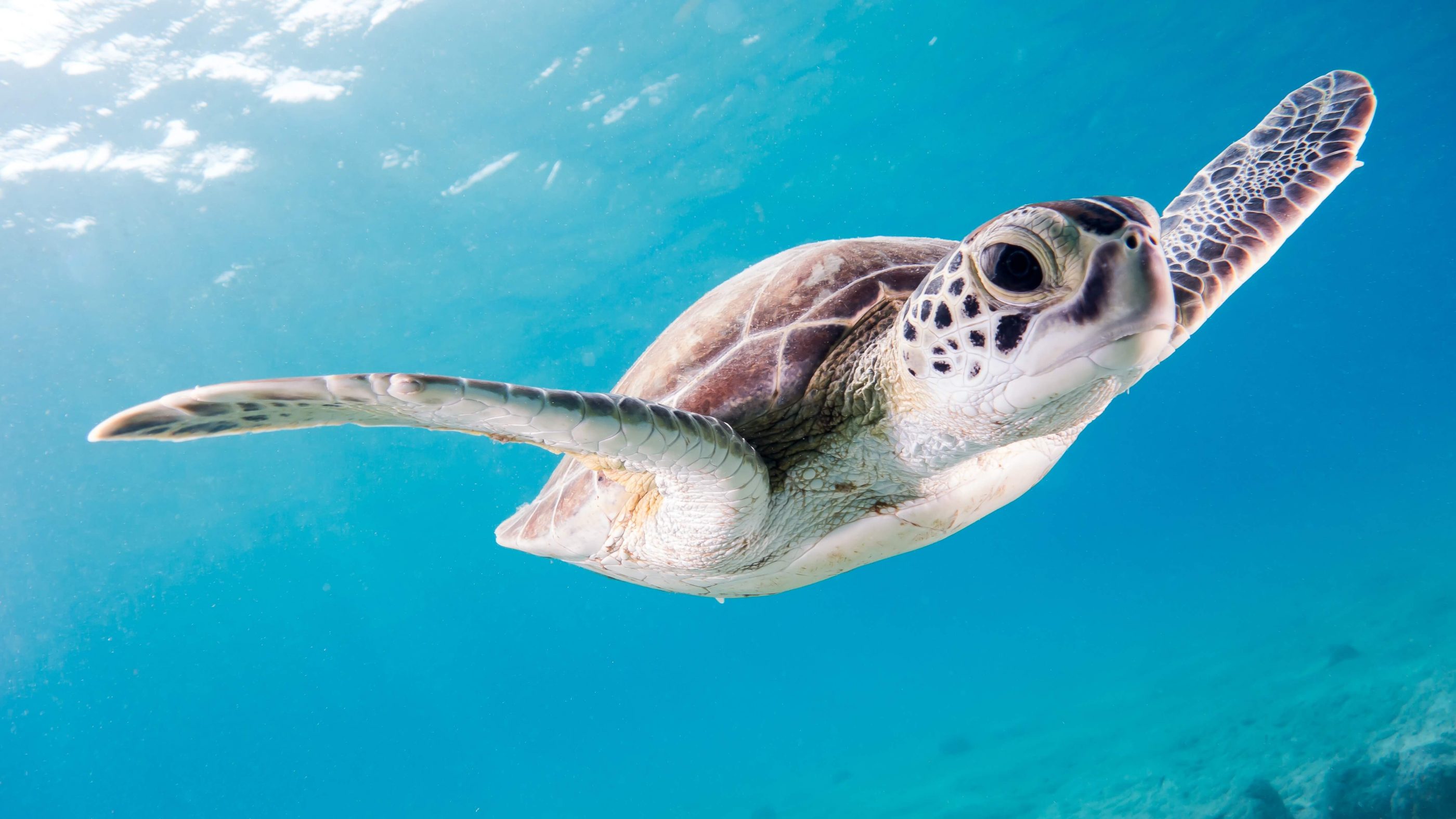 animal icebreaker questions